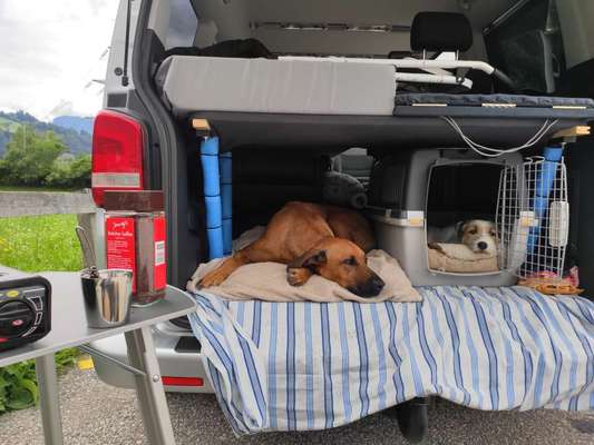 Die wunderschöne Welt mit Hund.-Beitrag-Bild