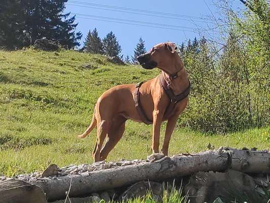 Rhodesian Ridgeback-Beitrag-Bild