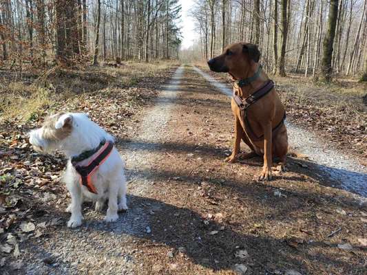Rhodesian Ridgeback-Beitrag-Bild
