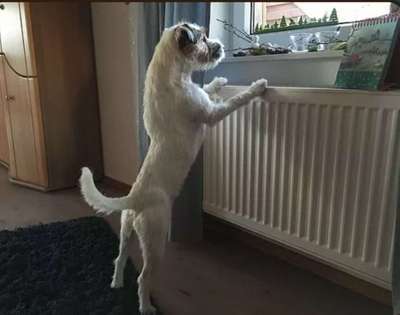 Wo sind die Jack und Parson Russell Terrier?-Beitrag-Bild