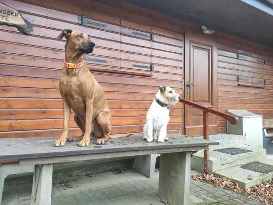 Bester Freund, Hundekumpel - zeigt her!-Beitrag-Bild