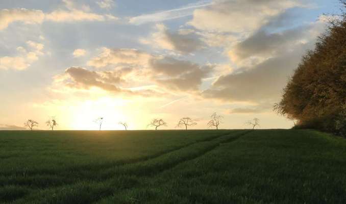 Die wunderschöne Welt mit Hund.-Beitrag-Bild