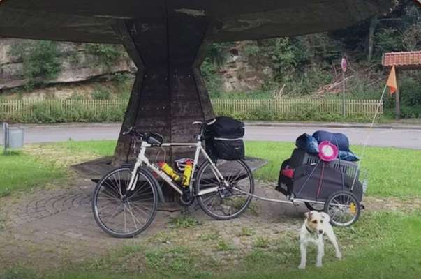 Hundeanhänger für das Fahrrad-Beitrag-Bild