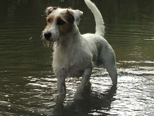 Dogorama-Monats-Challenge-Mai "Wasser"-Beitrag-Bild