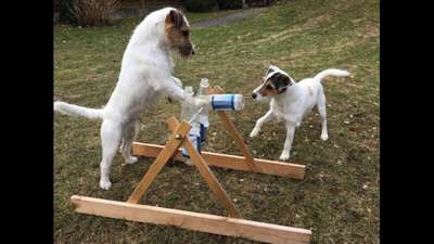 Wo sind die Jack und Parson Russell Terrier?-Beitrag-Bild