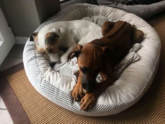 Rhodesian Ridgeback-Beitrag-Bild