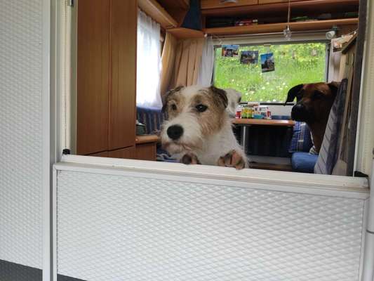 Wo sind die Jack und Parson Russell Terrier?-Beitrag-Bild