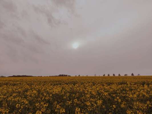 Die wunderschöne Welt mit Hund.-Beitrag-Bild