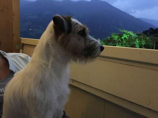 Wo sind die Jack und Parson Russell Terrier?-Beitrag-Bild