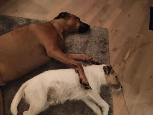 Rhodesian Ridgeback-Beitrag-Bild