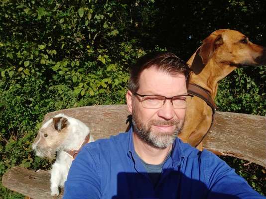 Rhodesian Ridgeback-Beitrag-Bild