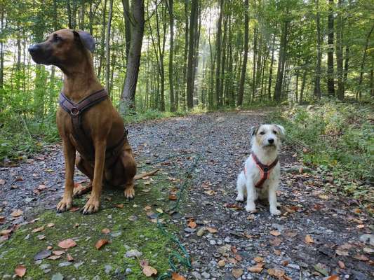 Rhodesian Ridgeback-Beitrag-Bild