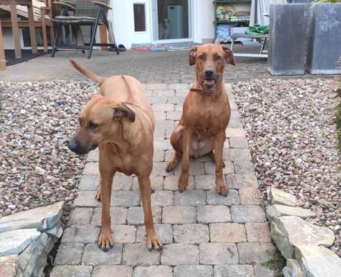 Rhodesian Ridgeback-Beitrag-Bild