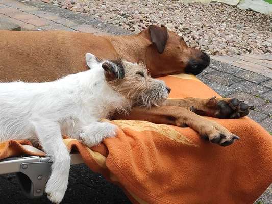 Rhodesian Ridgeback-Beitrag-Bild