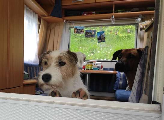 Die Dogorama Wochen Challenge: “Dein Hund im Urlaub”-Beitrag-Bild