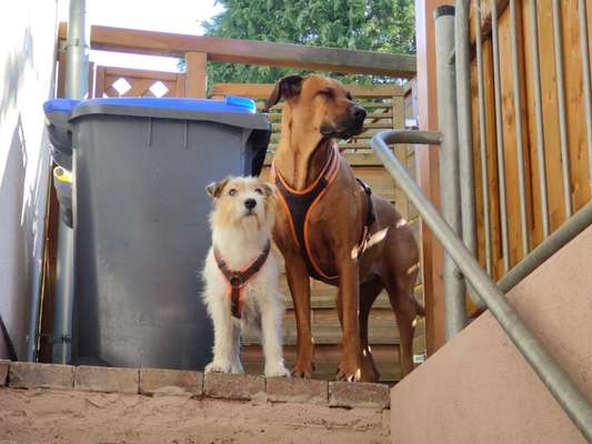 Rhodesian Ridgeback-Beitrag-Bild