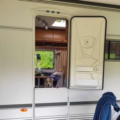 Wo sind die Jack und Parson Russell Terrier?-Beitrag-Bild