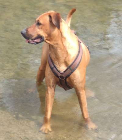 Dogorama-Monats-Challenge-Mai "Wasser"-Beitrag-Bild