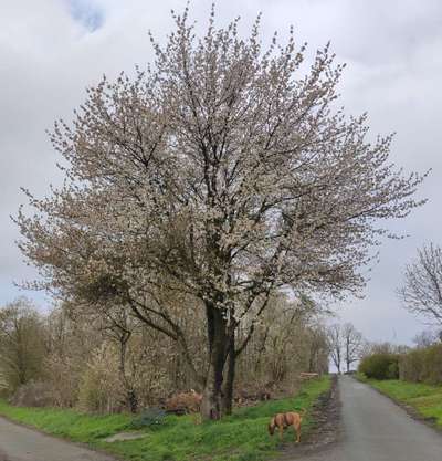 Die wunderschöne Welt mit Hund.-Beitrag-Bild