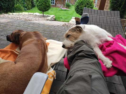 Rhodesian Ridgeback-Beitrag-Bild