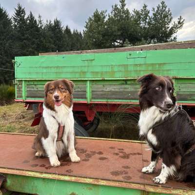 Hundetreffen-Spielen und Spaziergang-Bild