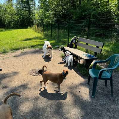 Hundeauslaufgebiet-Hunde Wiese Ritterweiher-Bild