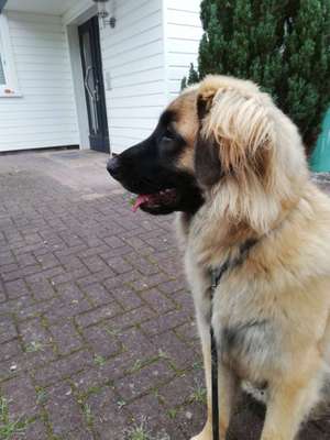 Hundetreffen-Gassigehen mit Gleichgesinnten-Bild