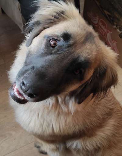 Seltene Rassen!-Beitrag-Bild