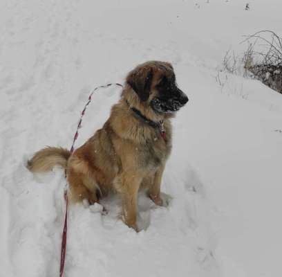 Seltene Rassen!-Beitrag-Bild