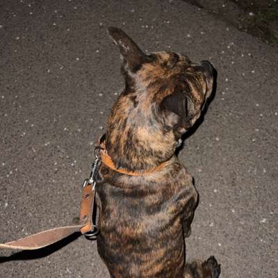 Hundetreffen-Gassi-, Spiel- & Trainigspartner gesucht ☺️-Profilbild