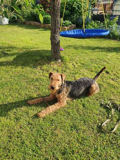 Airedale Terrier-Beitrag-Bild