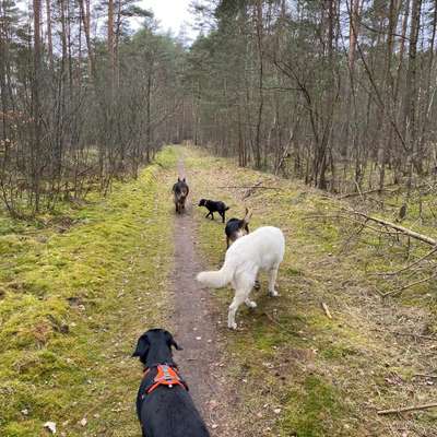 Hundetreffen-Spaziergang / Wandern-Bild