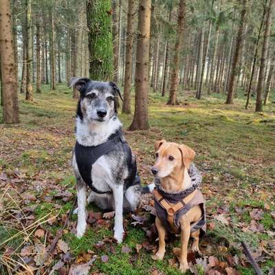 Hundetreffen-Gemeinsames Gassi gehen