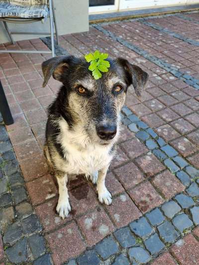 36. Handy Foto Challenge - Sonnenanbeter-Beitrag-Bild