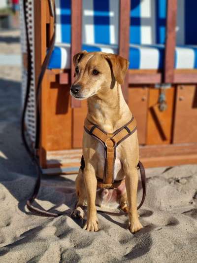 36. Handy Foto Challenge - Sonnenanbeter-Beitrag-Bild