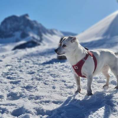Hundetreffen-Rundweg Wanderung Berner Oberland-Bild