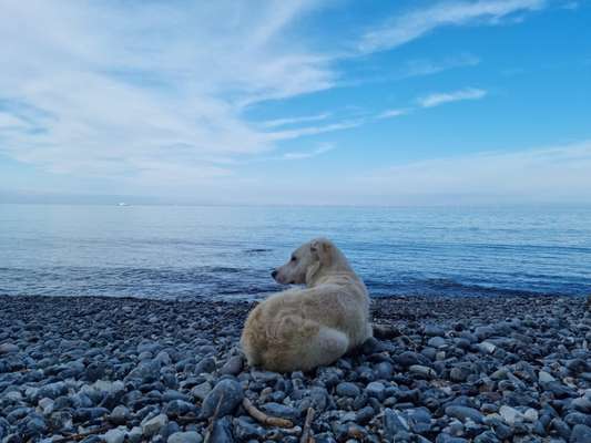 Hundetreffen-Wegbegleiter-Bild