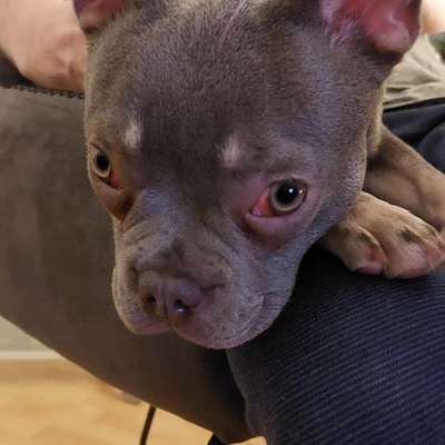 Hundetreffen-Hundebetreuung-Bild