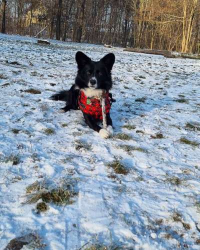 Hundetreffen-Spiel und Spaß ♡-Bild