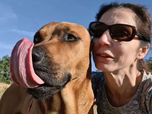 Rhodesian Ridgeback-Beitrag-Bild