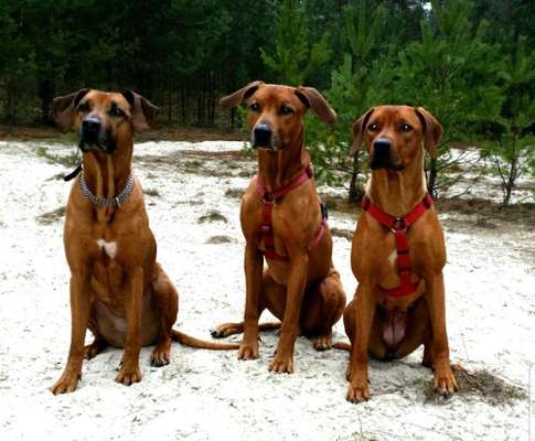 Lieblingsrasse und was man hat.-Beitrag-Bild