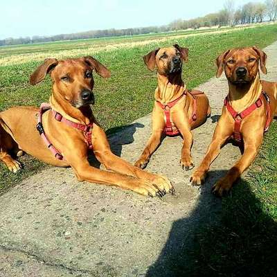 Unsere Fellnasen im Regenbogenland-Beitrag-Bild