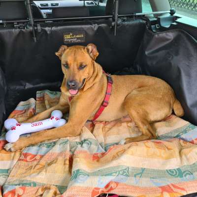 Auslandstierschutz-Beitrag-Bild