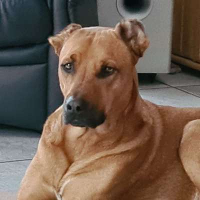 Lieblingsrasse und was man hat.-Beitrag-Bild