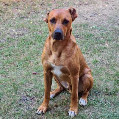 TierschutzhundeStammtisch🐕-Beitrag-Bild