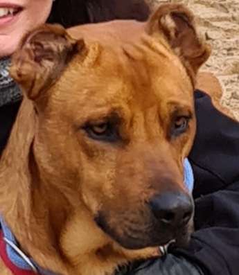 Freunde von 'Kampfhunden'-Beitrag-Bild