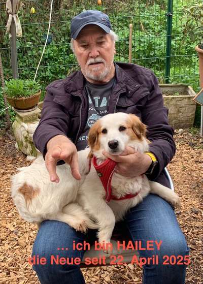 Hundetreffen-Hunde-Spiel-Treffen Weiterstadt-Bild