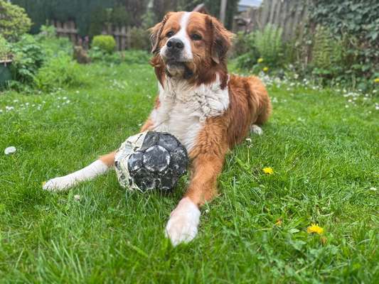 Berner Sennen-Beitrag-Bild