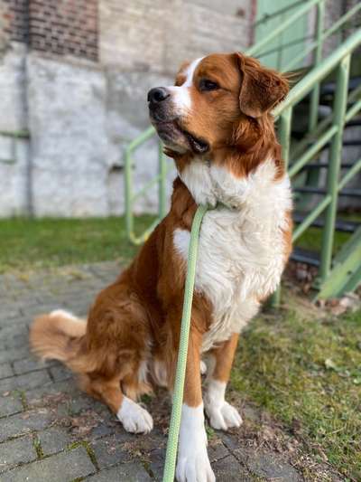 Die wunderschöne Welt mit Hund.-Beitrag-Bild