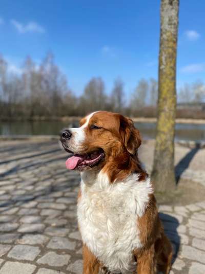 Die wunderschöne Welt mit Hund.-Beitrag-Bild